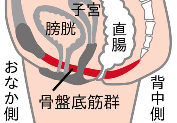 骨盤底筋群